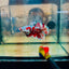 Plakat Red Barongsai Male Betta 017 Male betta