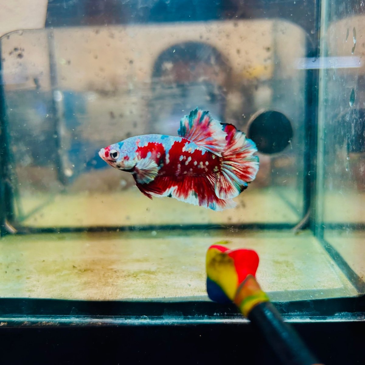 Plakat Red Barongsai Male Betta 017 Male betta