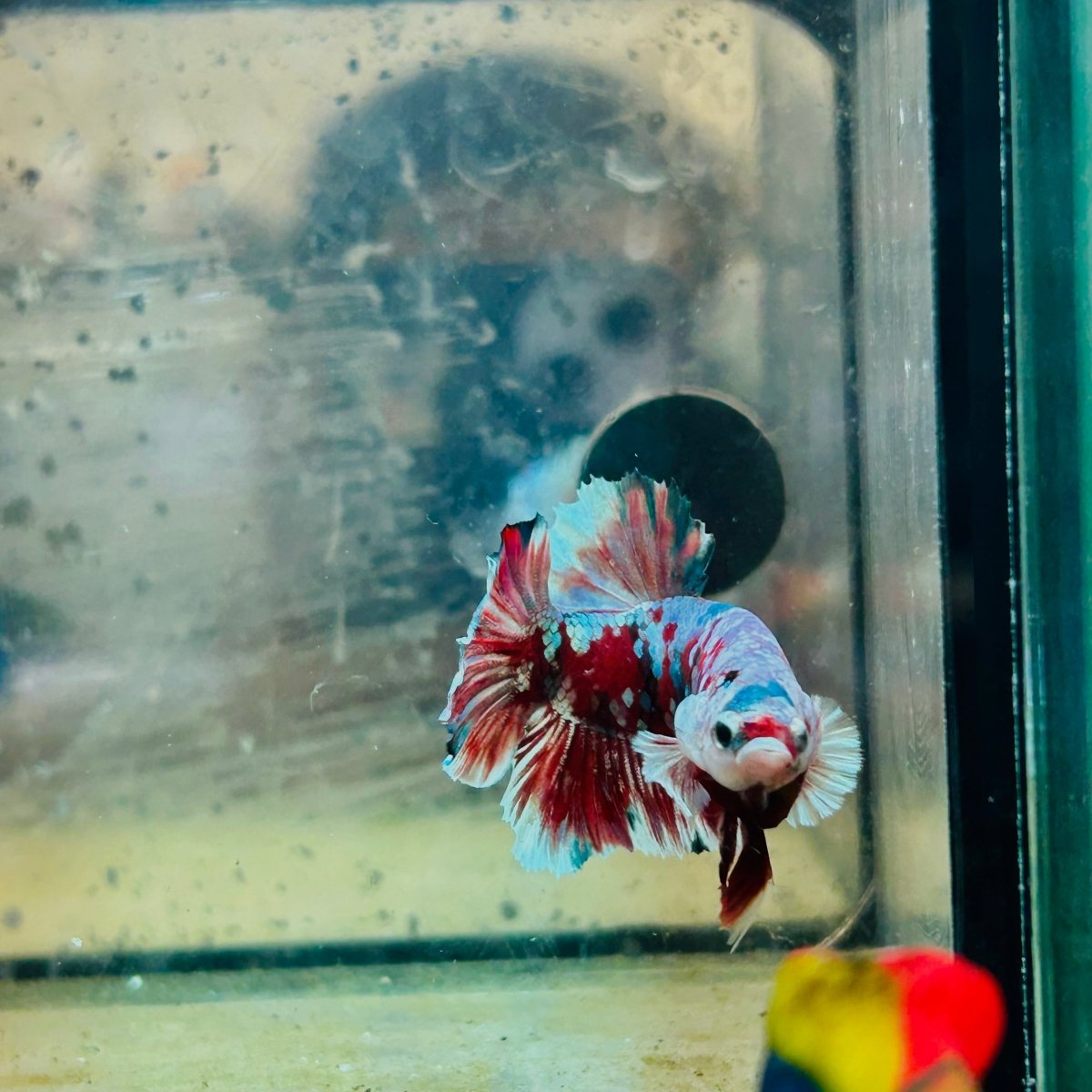 Plakat Red Barongsai Male Betta 017 Male betta