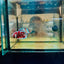 Plakat Red Barongsai Male Betta 017 Male betta