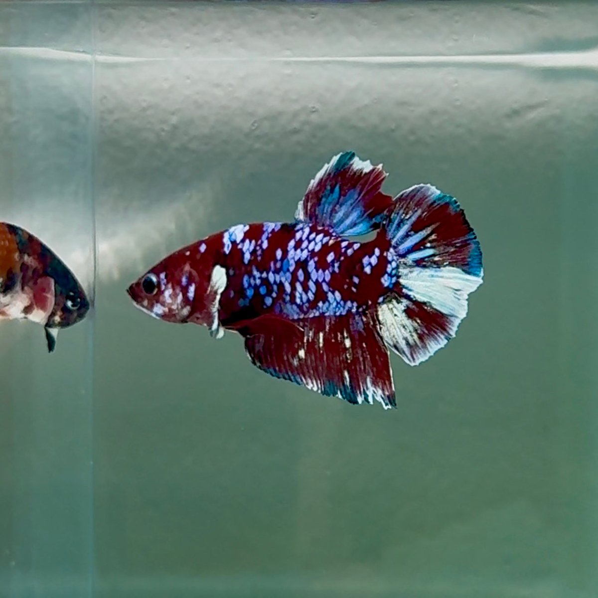 Plakat Red Barongsai Male Betta #Au09