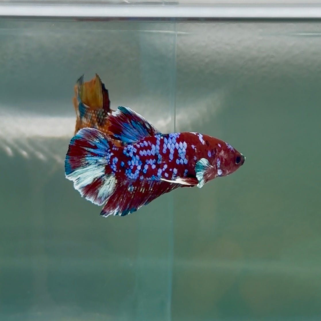 Plakat Red Barongsai Male Betta #Au09