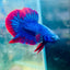 Plakat Red Blue Hellboy Male Betta 042 Live Betta Fish Male betta