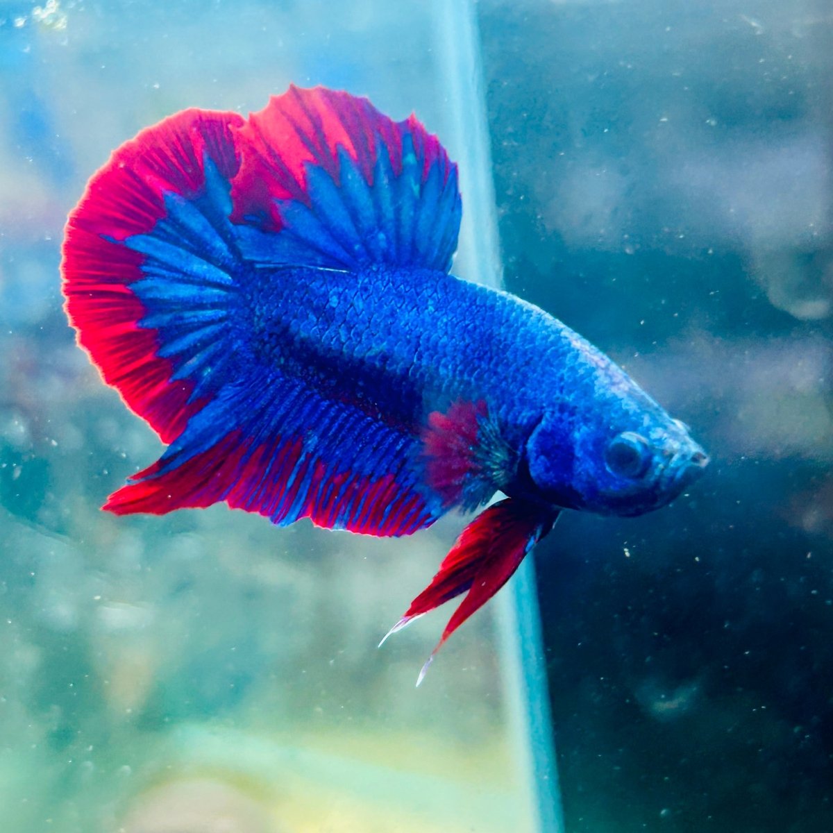 Plakat Red Blue Hellboy Male Betta 042 Live Betta Fish Male betta