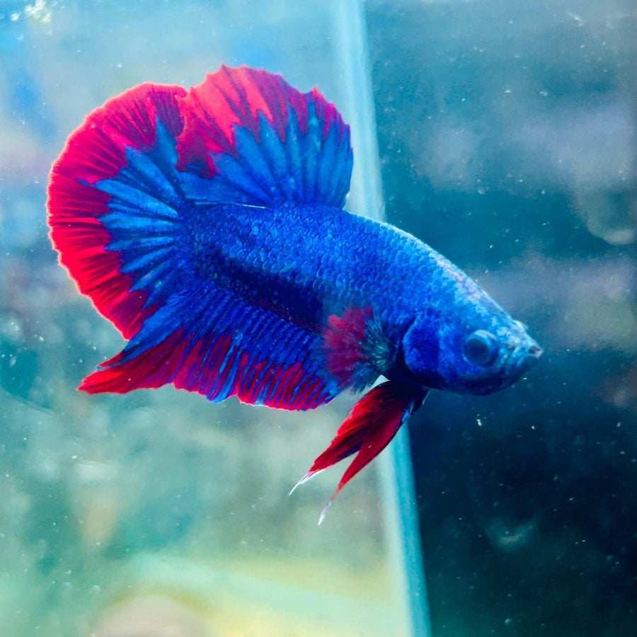 Plakat Red Blue Hellboy Male Betta 042 Live Betta Fish Male betta