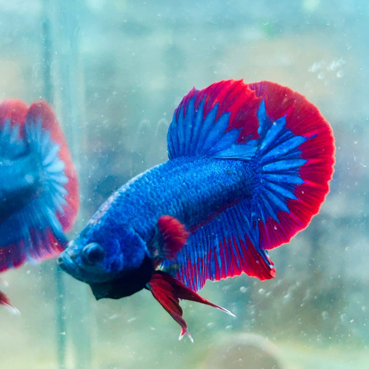 Plakat Red Blue Hellboy Male Betta 042 Live Betta Fish Male betta