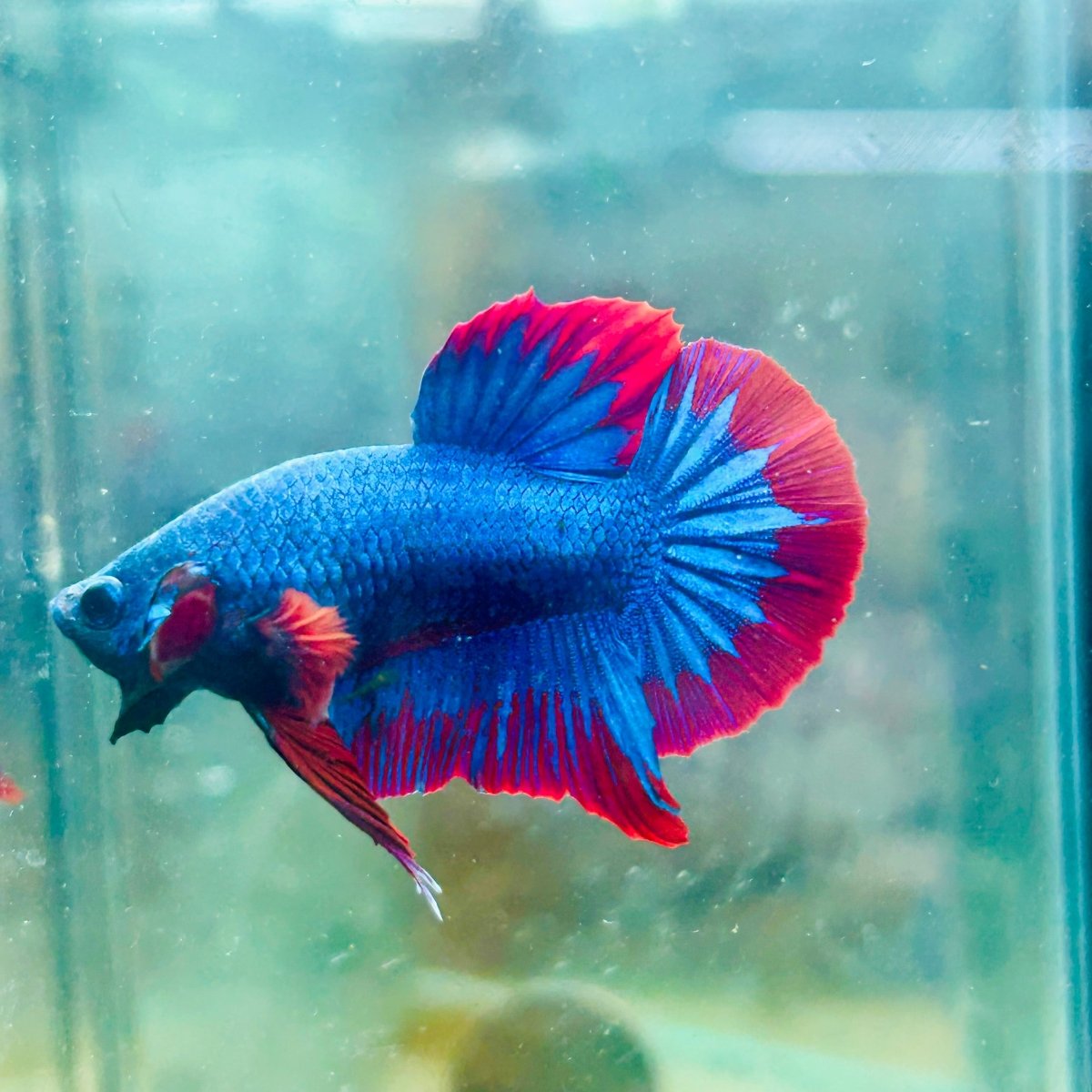 Plakat Red Blue Hellboy Male Betta 042 Live Betta Fish Male betta