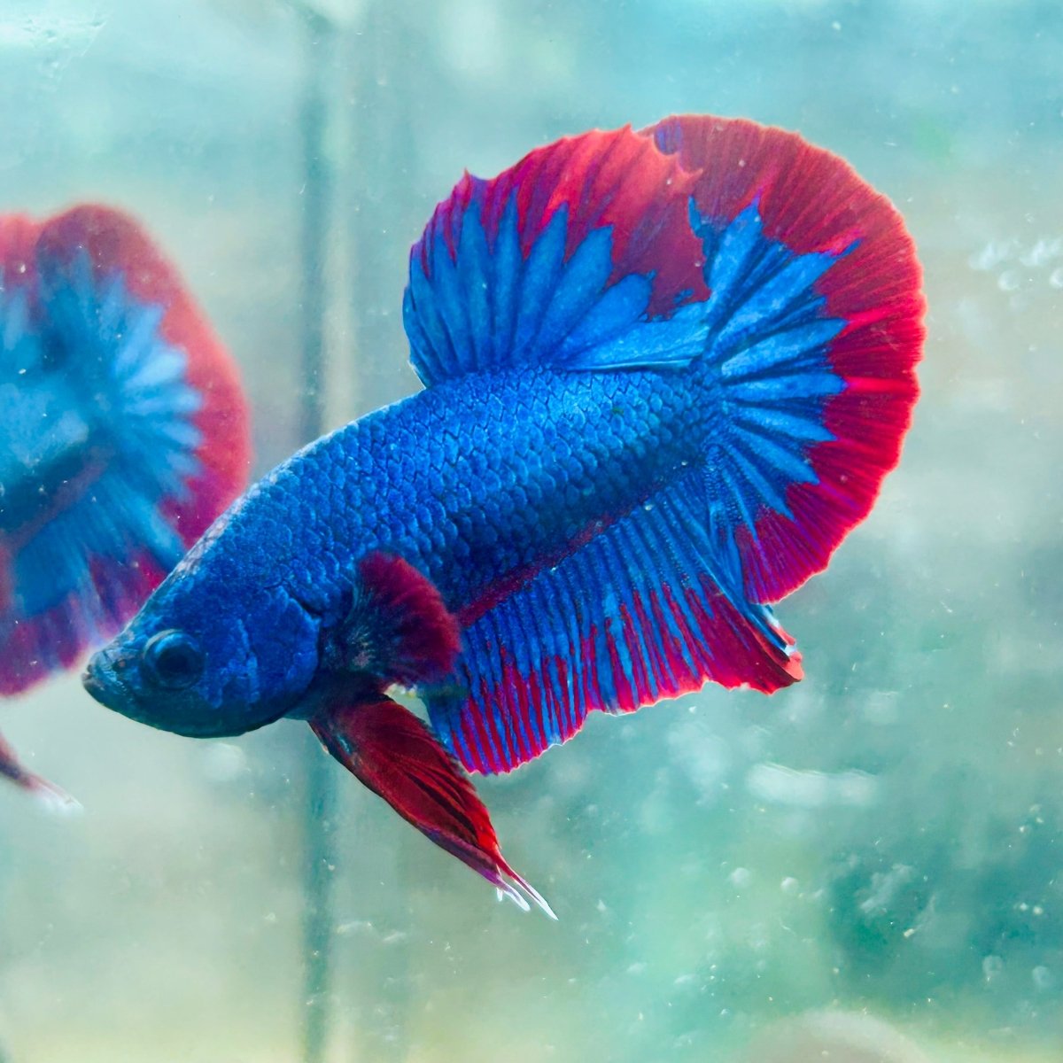 Plakat Red Blue Hellboy Male Betta 042 Live Betta Fish Male betta