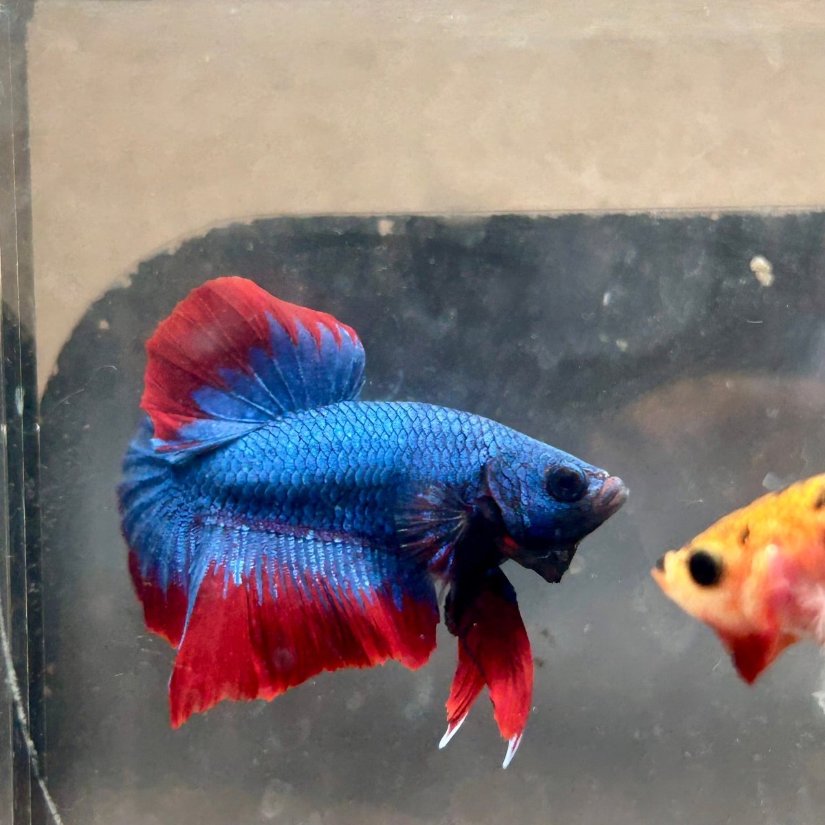 Plakat Red Blue Mascot Male Betta #143