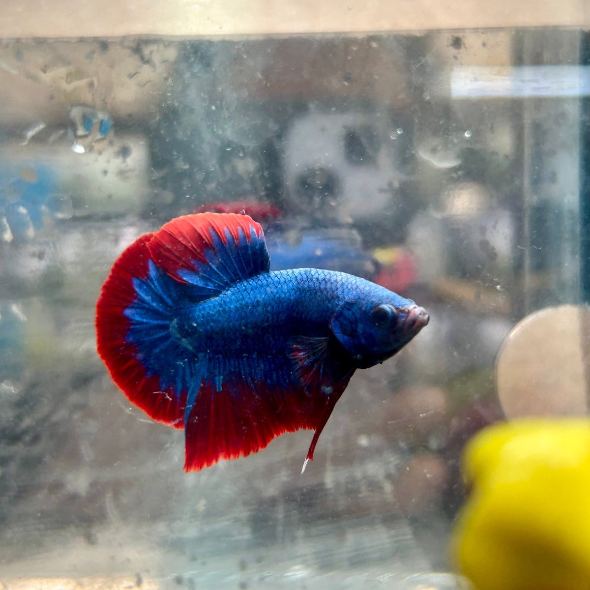Plakat Red Blue Mascot Male Betta #143