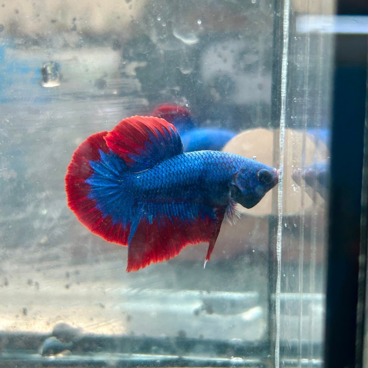 Plakat Red Blue Mascot Male Betta #143