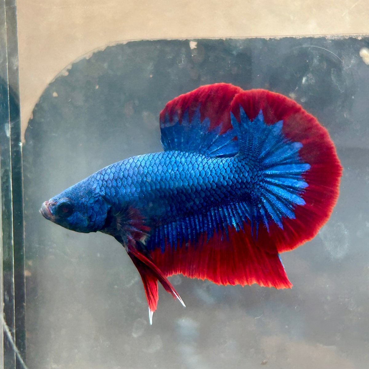 Plakat Red Blue Mascot Male Betta #143