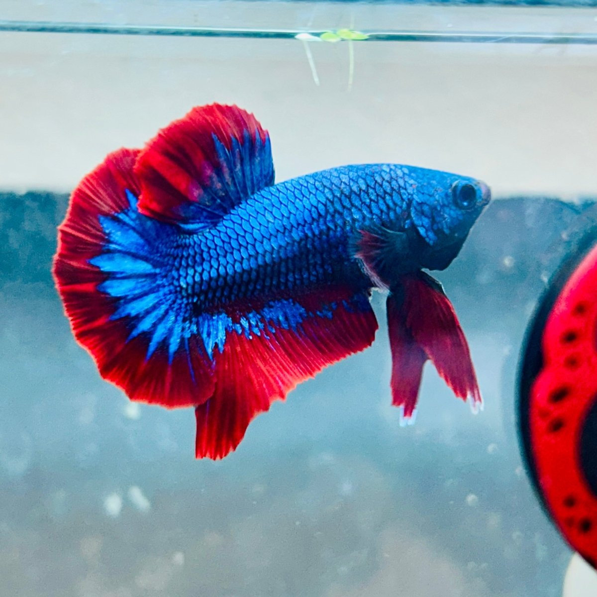 Plakat Red BLue Mascot Male Betta A221 Male betta