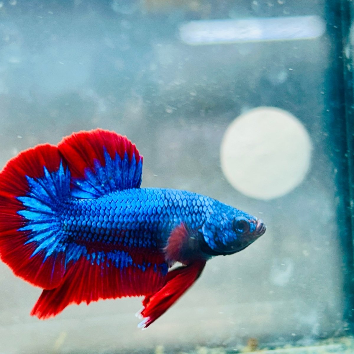 Plakat Red BLue Mascot Male Betta A221 Male betta