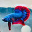 Plakat Red BLue Mascot Male Betta A221 Male betta