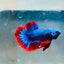 Plakat Red BLue Mascot Male Betta A221 Male betta