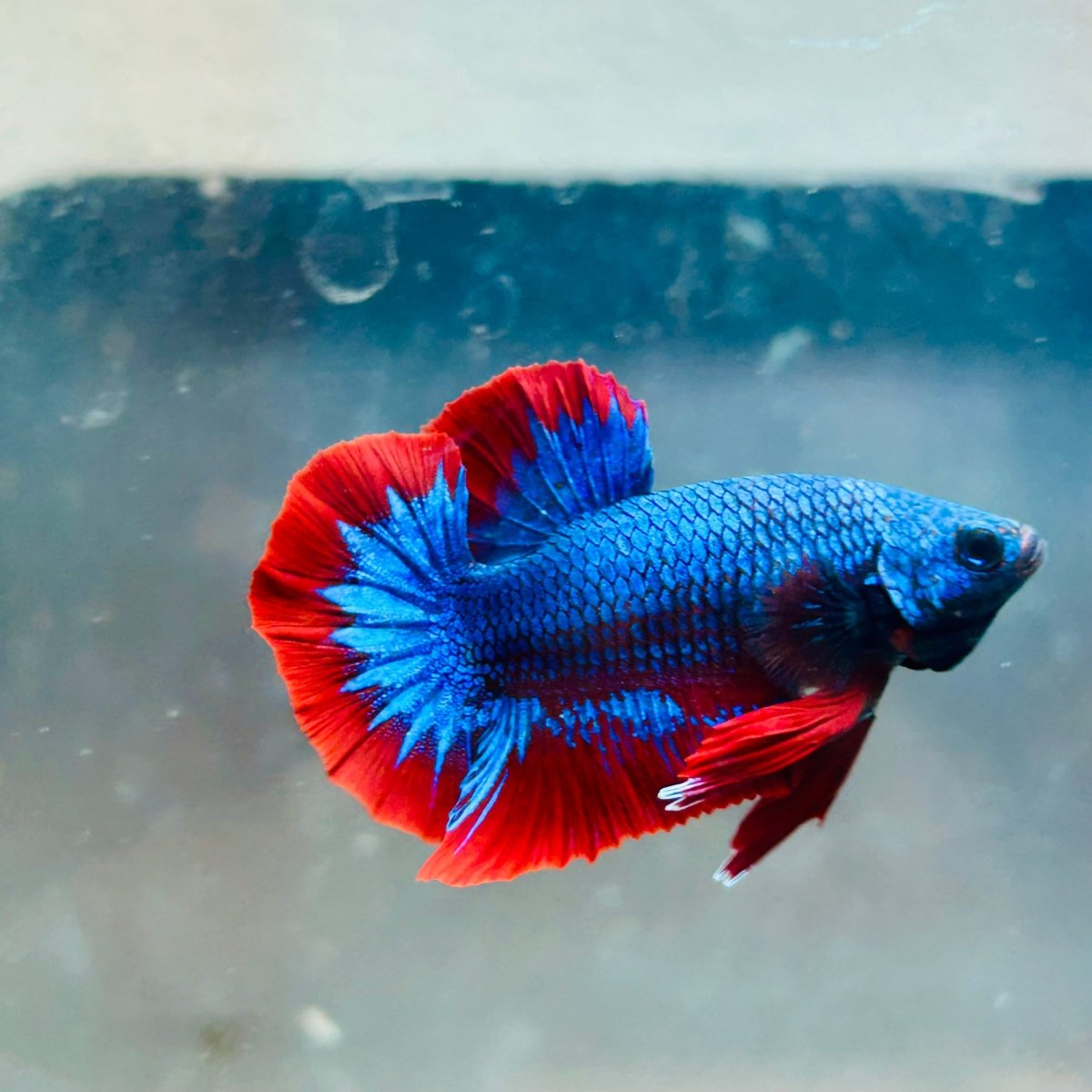 Plakat Red BLue Mascot Male Betta A221 Male betta