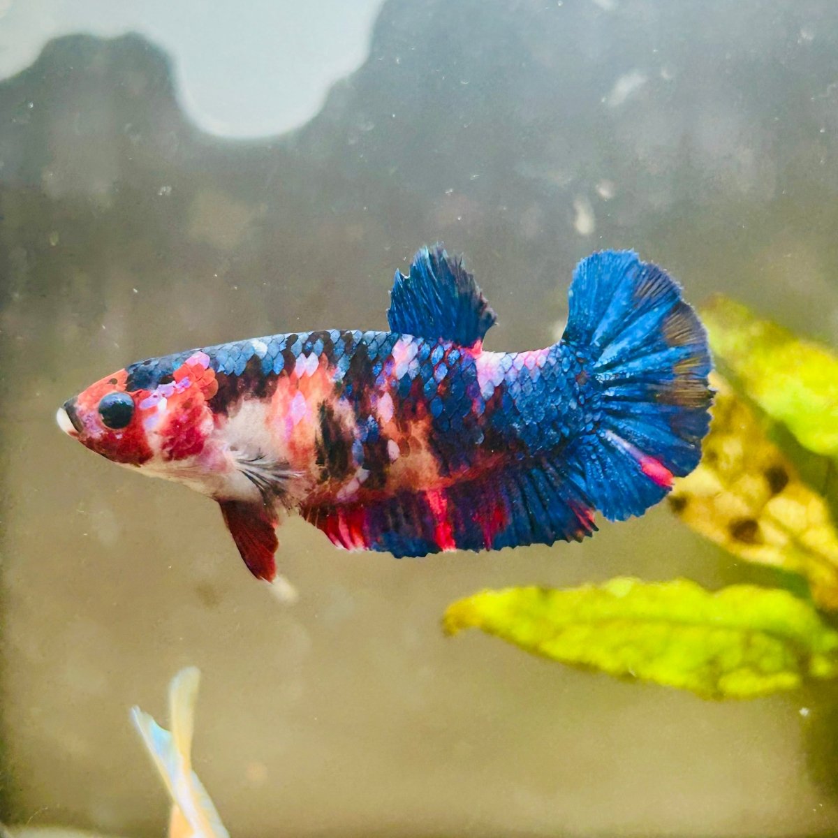 Plakat Red Candy Female Betta #069