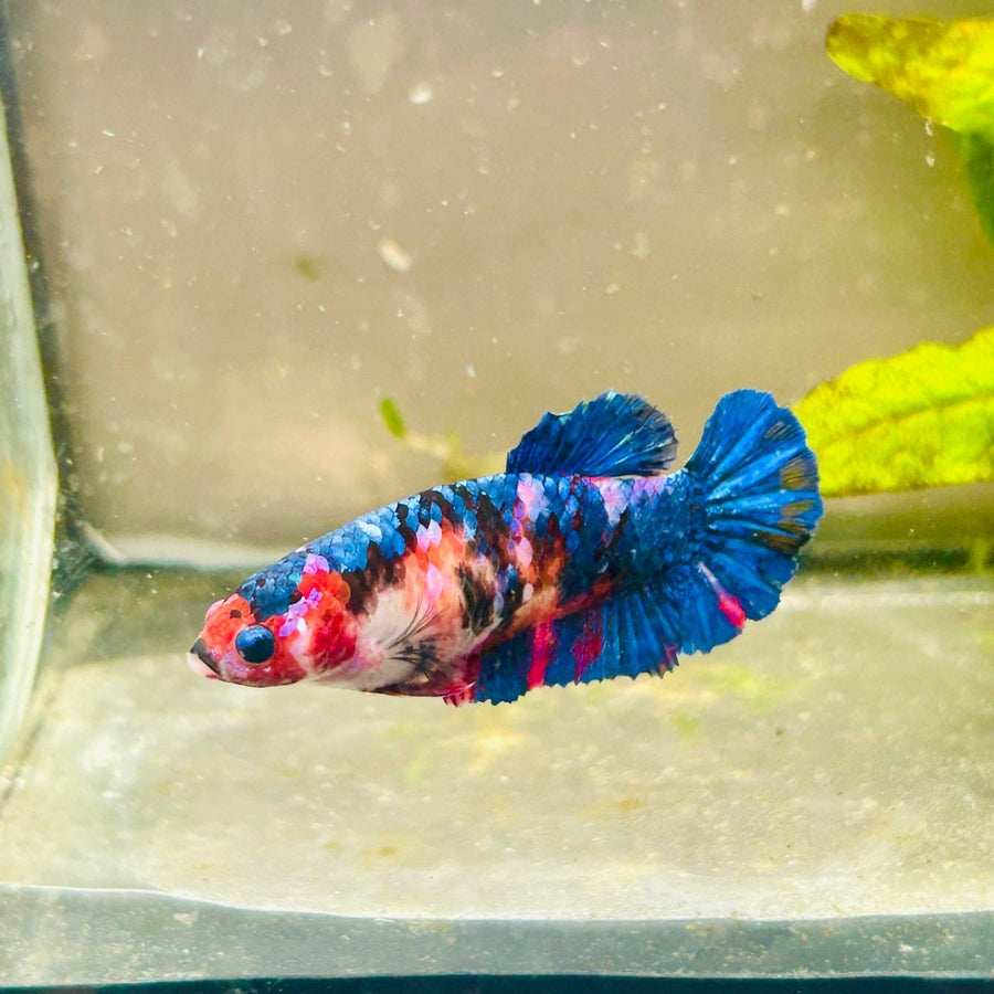 Plakat Red Candy Female Betta 069 Female betta