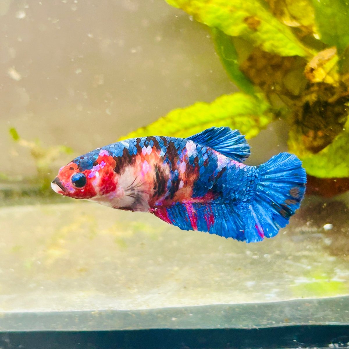 Plakat Red Candy Female Betta #069