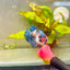Plakat Red Candy Female Betta 069 Female betta