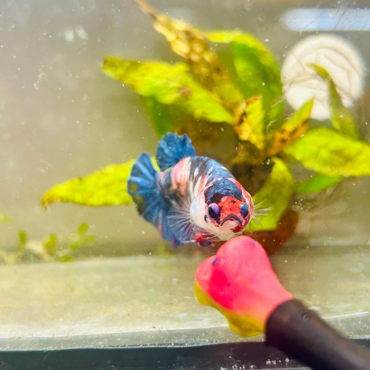 Plakat Red Candy Female Betta #069