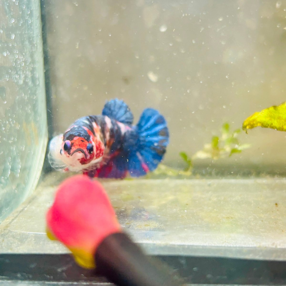 Plakat Red Candy Female Betta #069