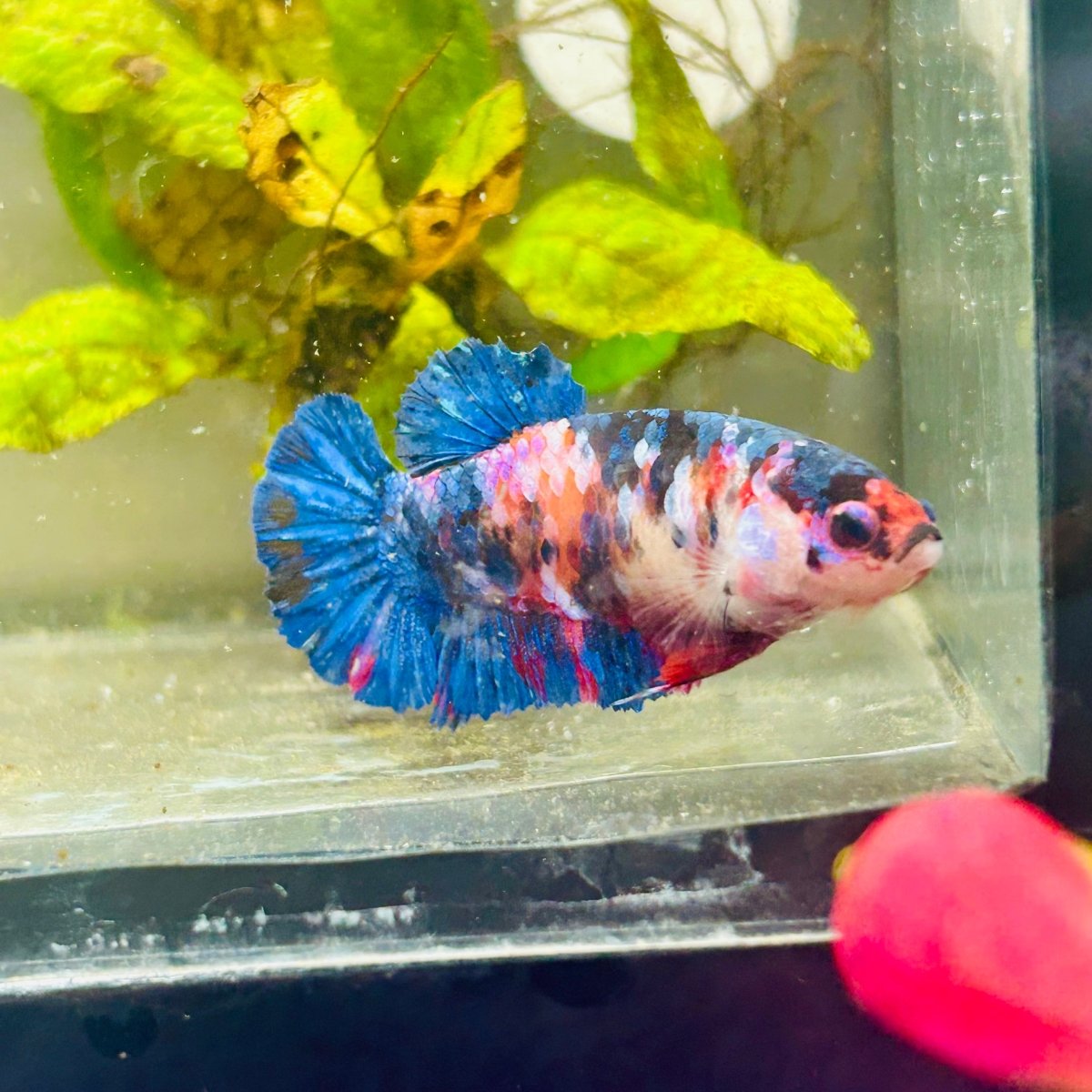 Plakat Red Candy Female Betta #069