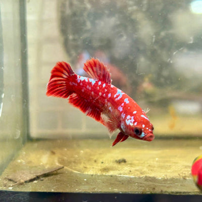 Plakat Red Copper Dot Female Betta 168