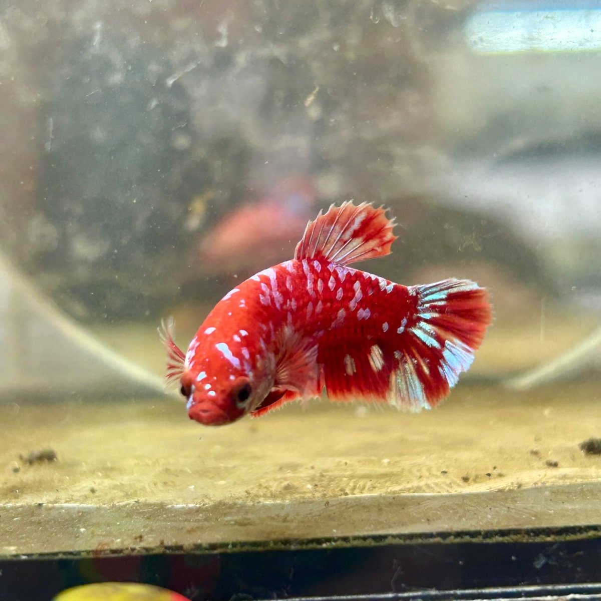 Plakat Red Copper Dot Female Betta 168