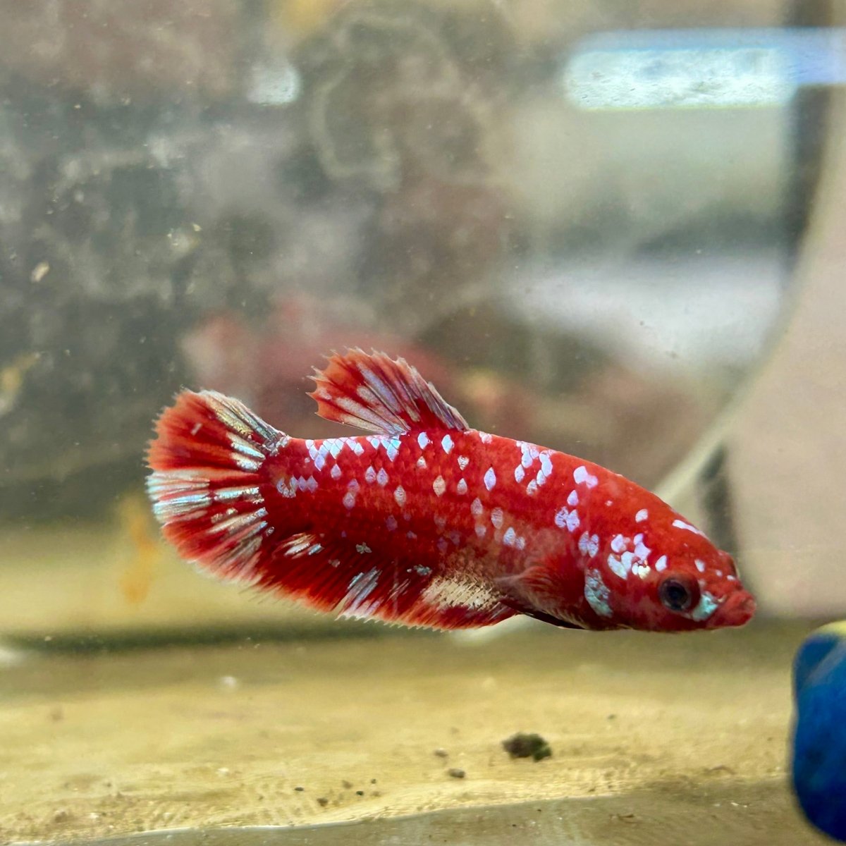 Plakat Red Copper Dot Female Betta 168
