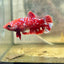 Plakat Red Copper Dot Female Betta 168