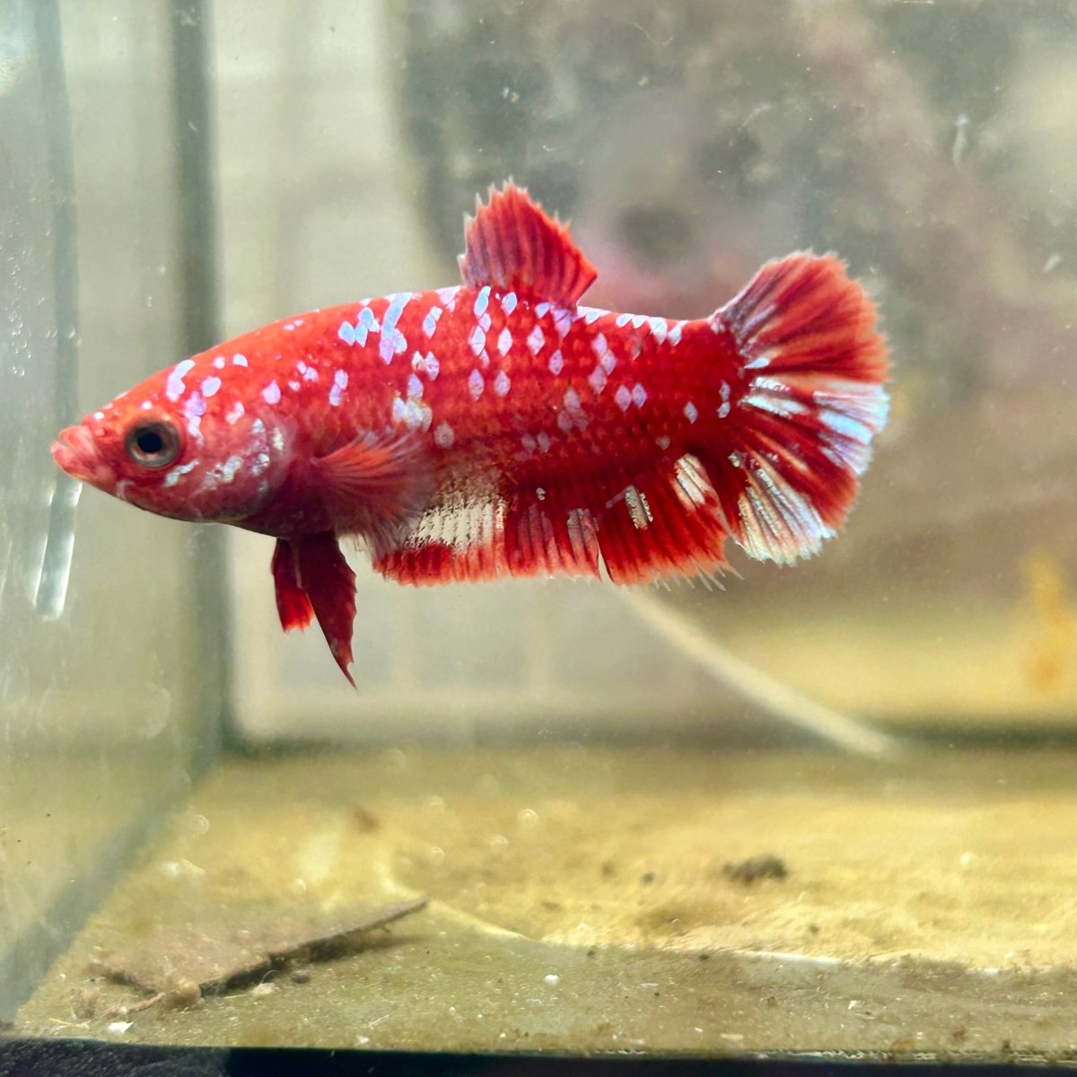 Plakat Red Copper Dot Female Betta 168