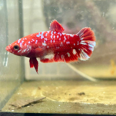 Plakat Red Copper Dot Female Betta 168