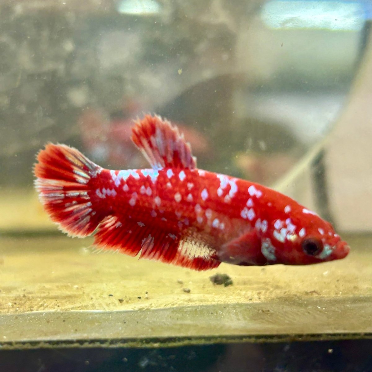 Plakat Red Copper Dot Female Betta 168