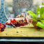 Plakat Red Copper Female Betta 086