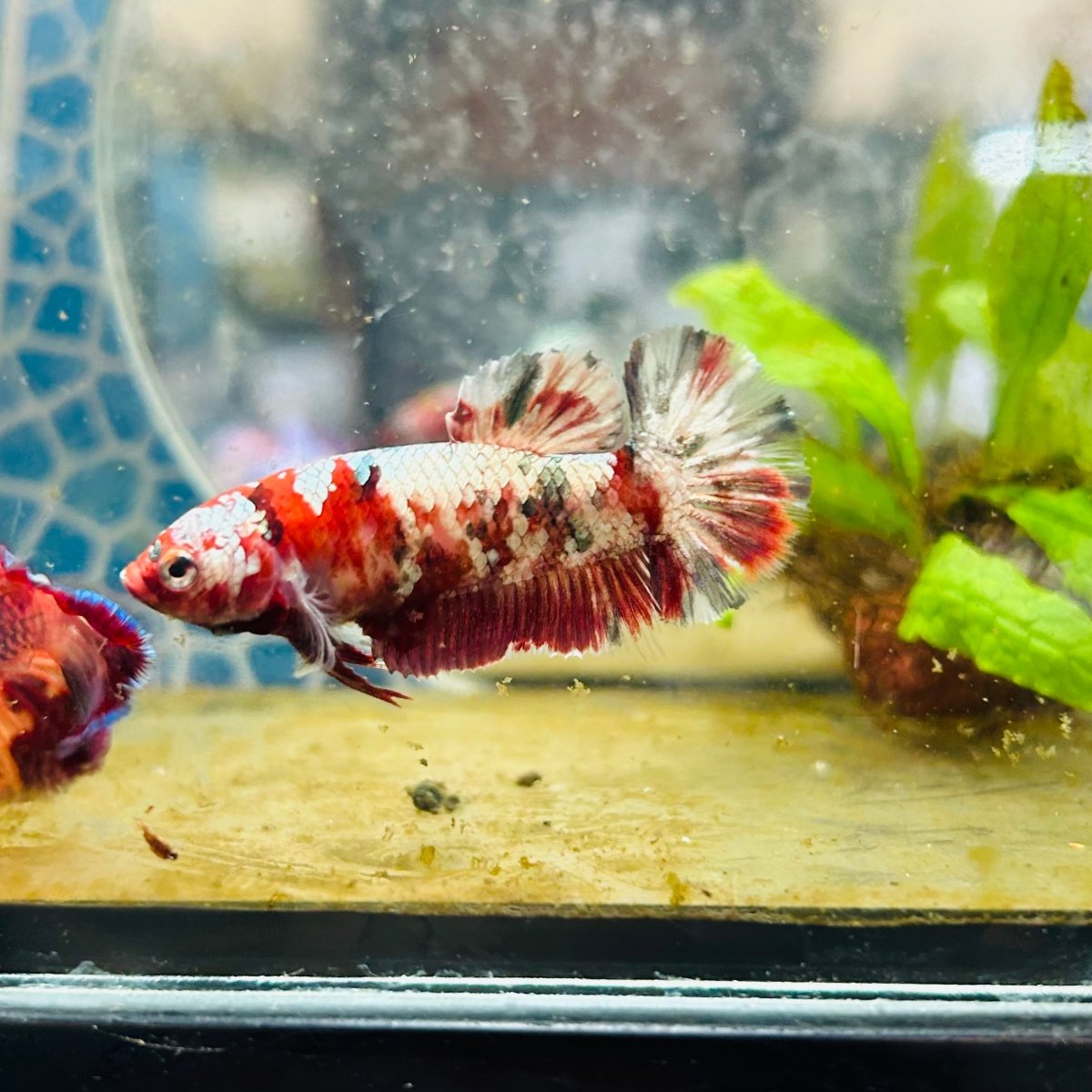 Plakat Red Copper Female Betta 086