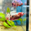 Plakat Red Copper Female Betta 086
