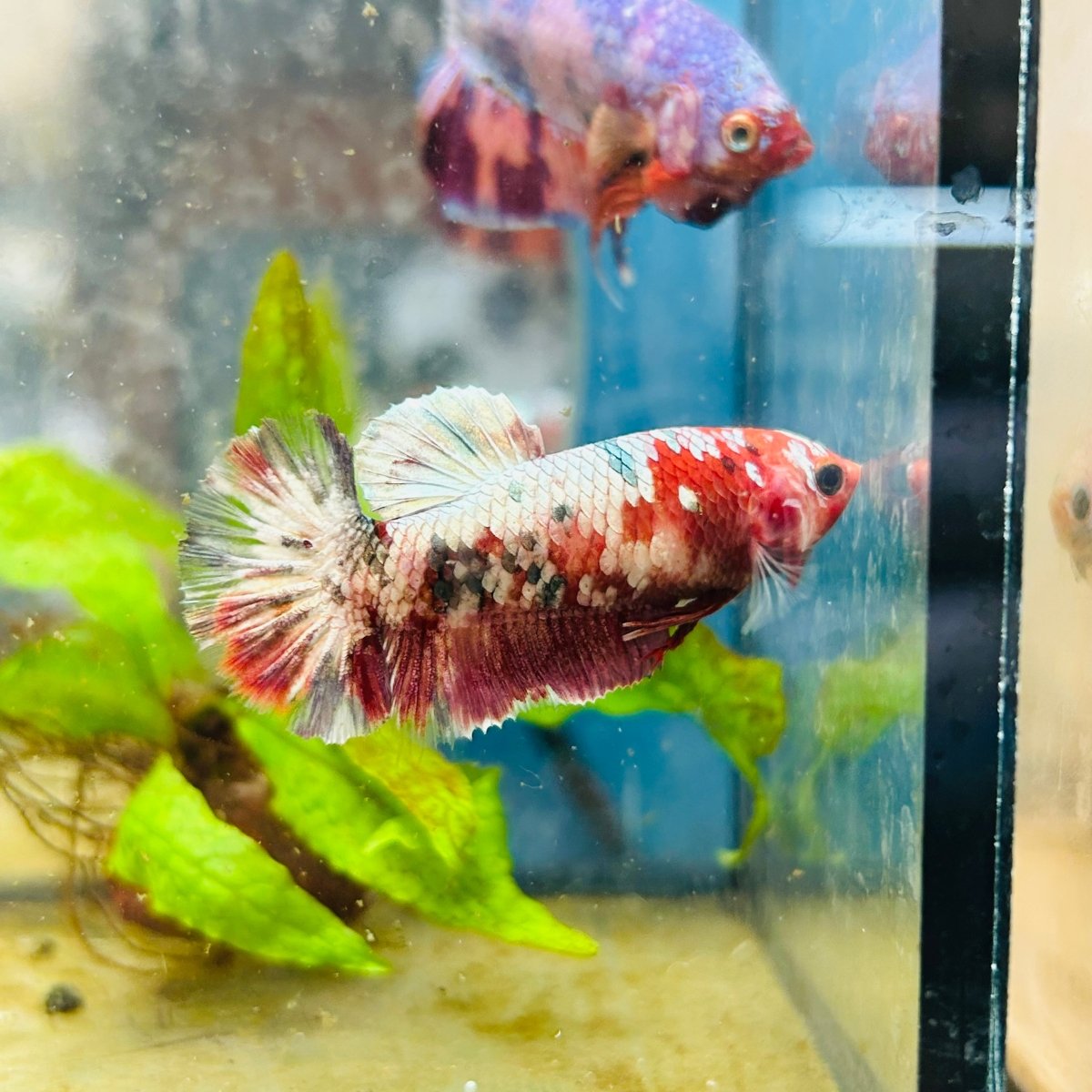 Plakat Red Copper Female Betta 086