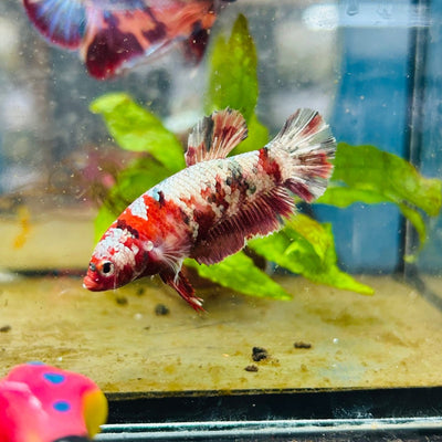 Plakat Red Copper Female Betta 086