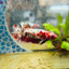 Plakat Red Copper Female Betta 086