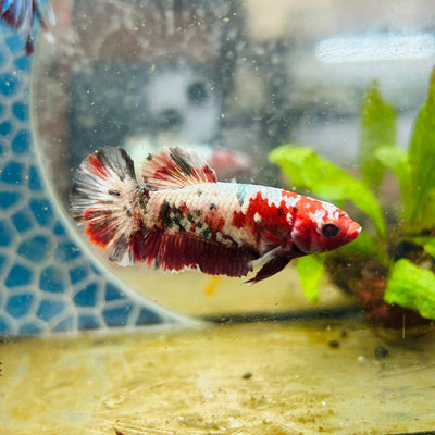 Plakat Red Copper Female Betta 086