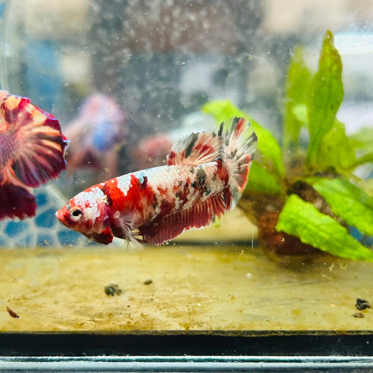 Plakat Red Copper Female Betta 086