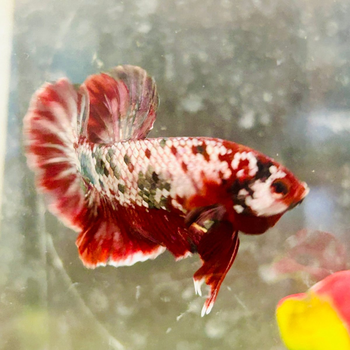 Plakat Red Copper Koi Male Betta 017
