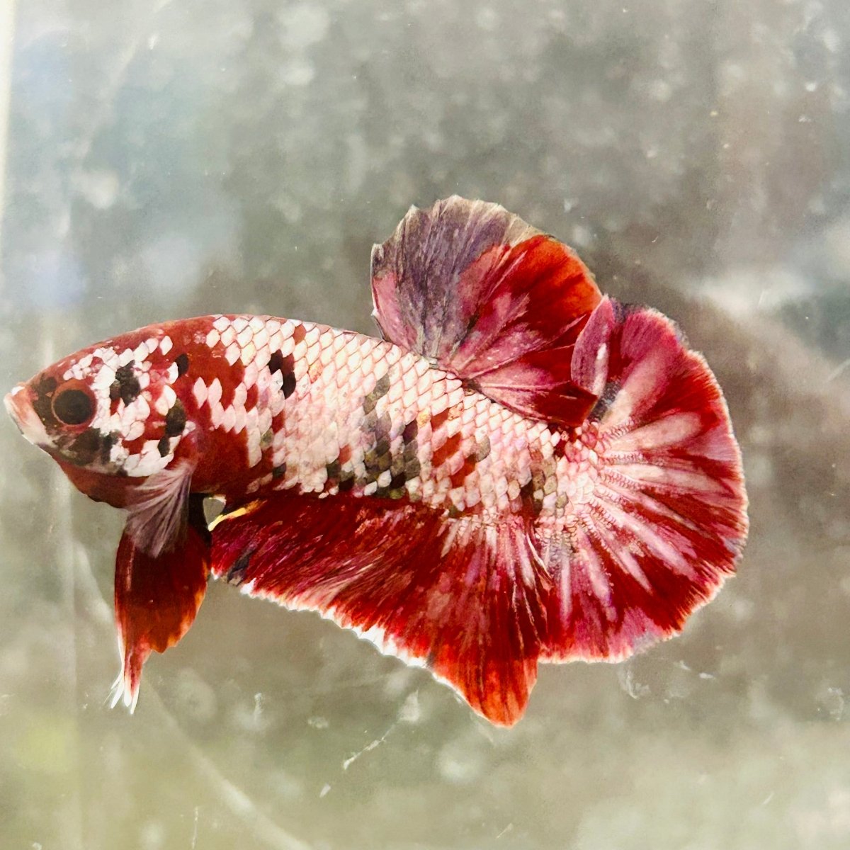 Plakat Red Copper Koi Male Betta 017