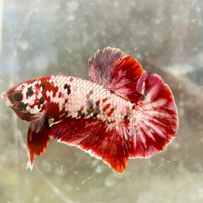 Plakat Red Copper Koi Male Betta 017