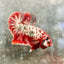 Plakat Red Copper Koi Male Betta 017
