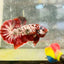 Plakat Red Copper Koi Male Betta 017