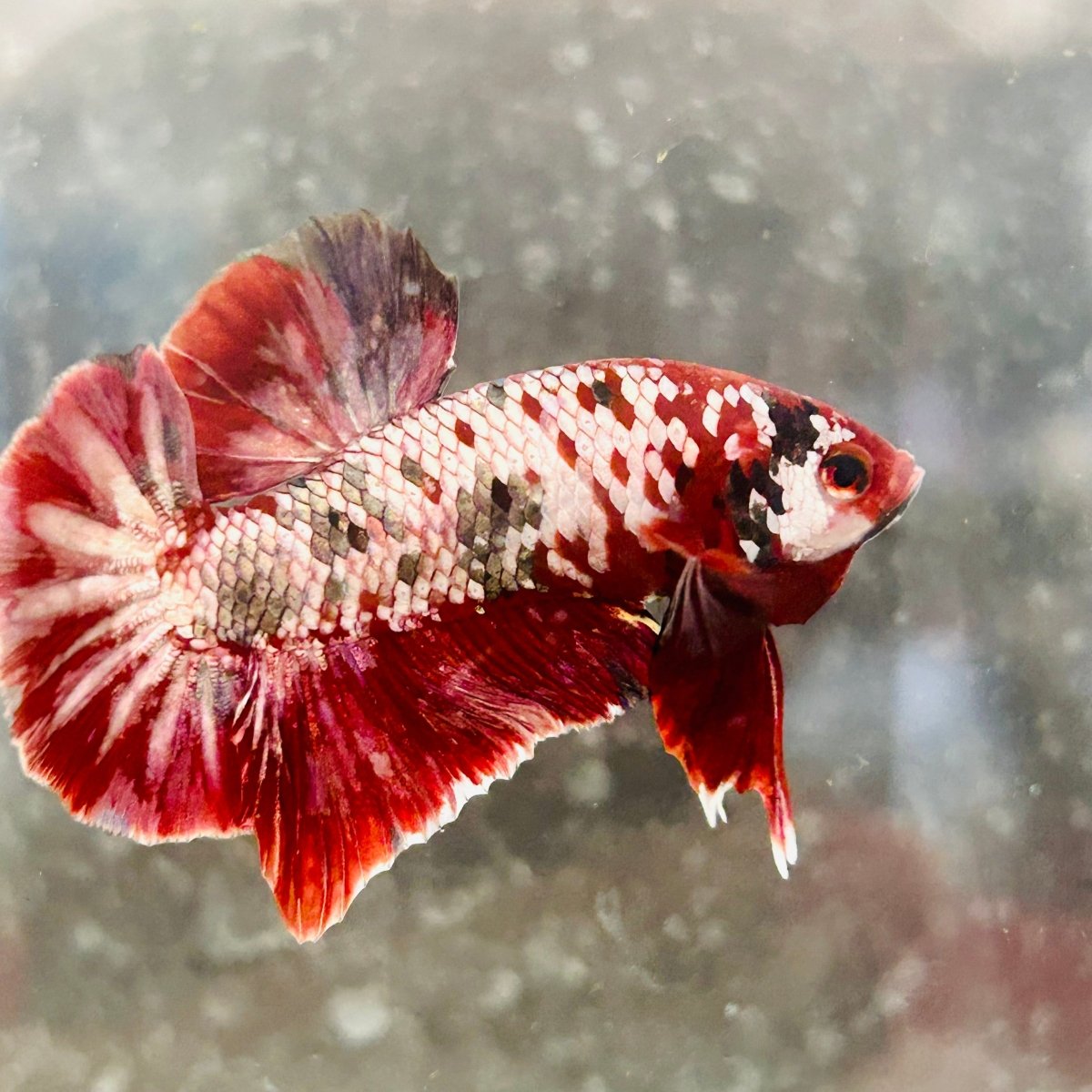 Plakat Red Copper Koi Male Betta 017