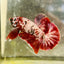 Plakat Red Copper Koi Male Betta 017